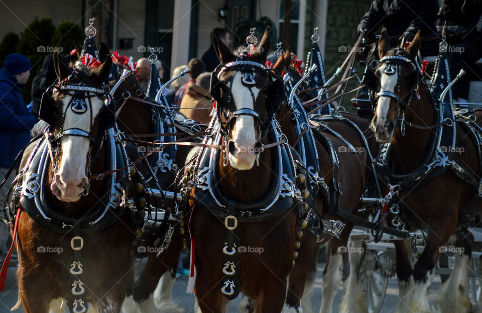 Horses drawn carriage in a parade