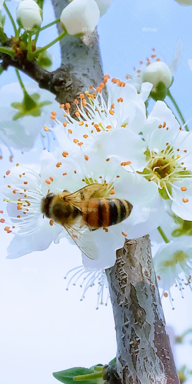 The bee on top of the cherry flowers.
