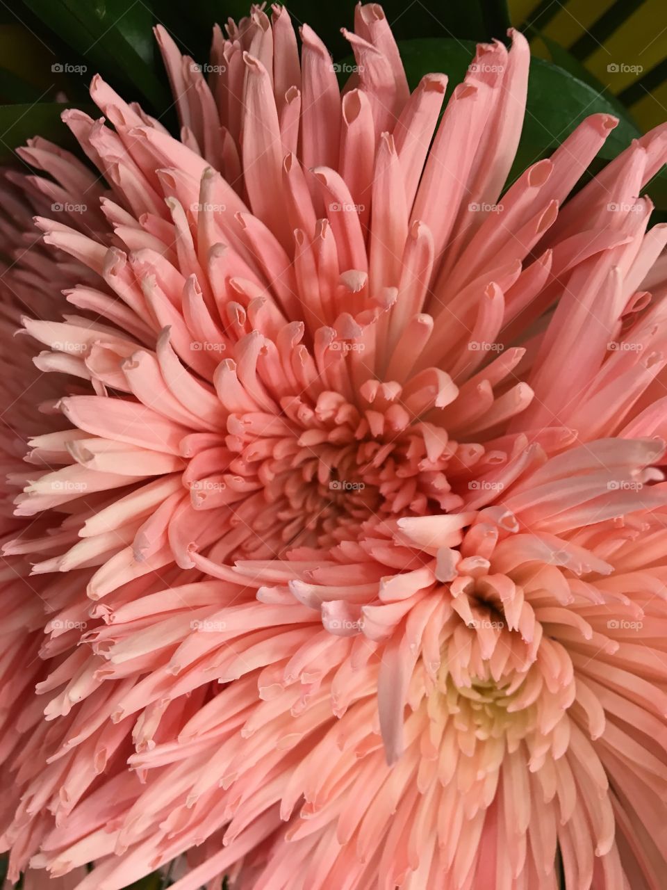 Pink Chrysanthemum