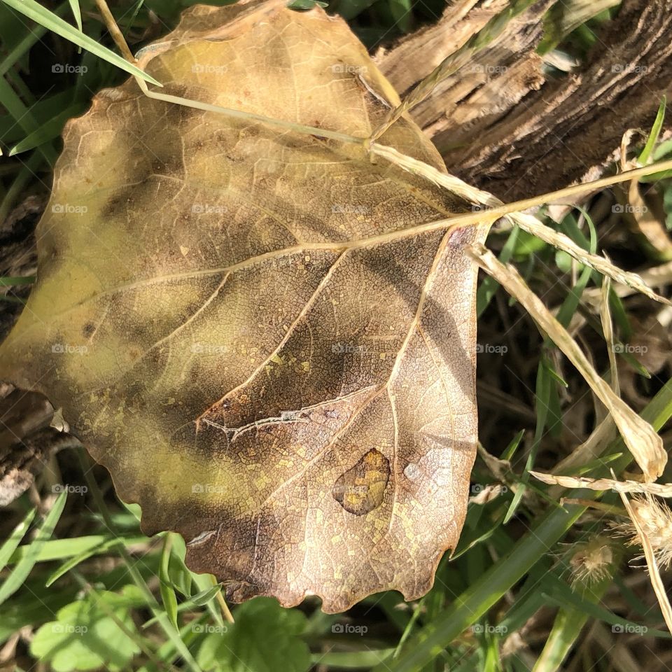 Crispy Leaf in the grass