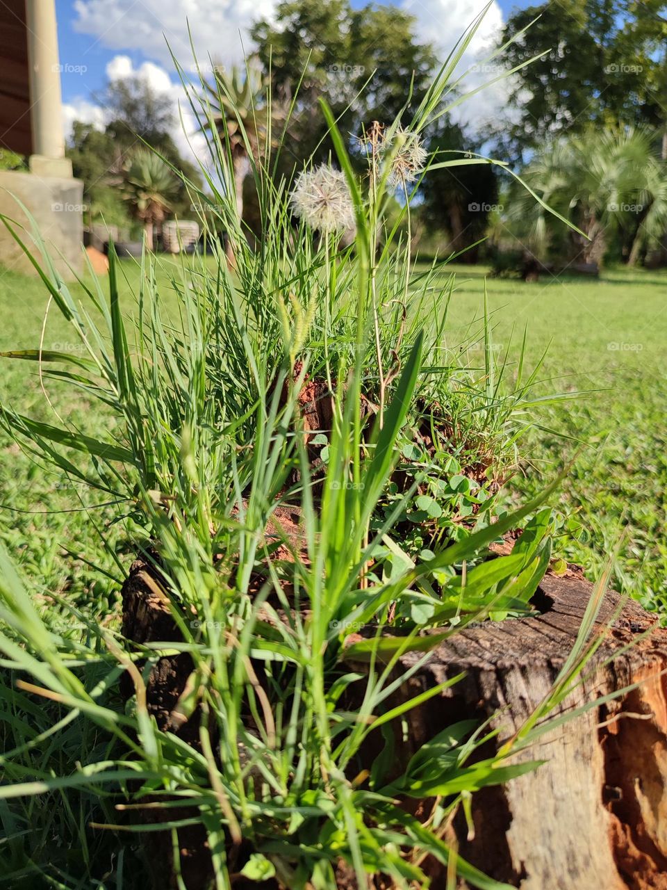 Dandelion plant, growing in a stump