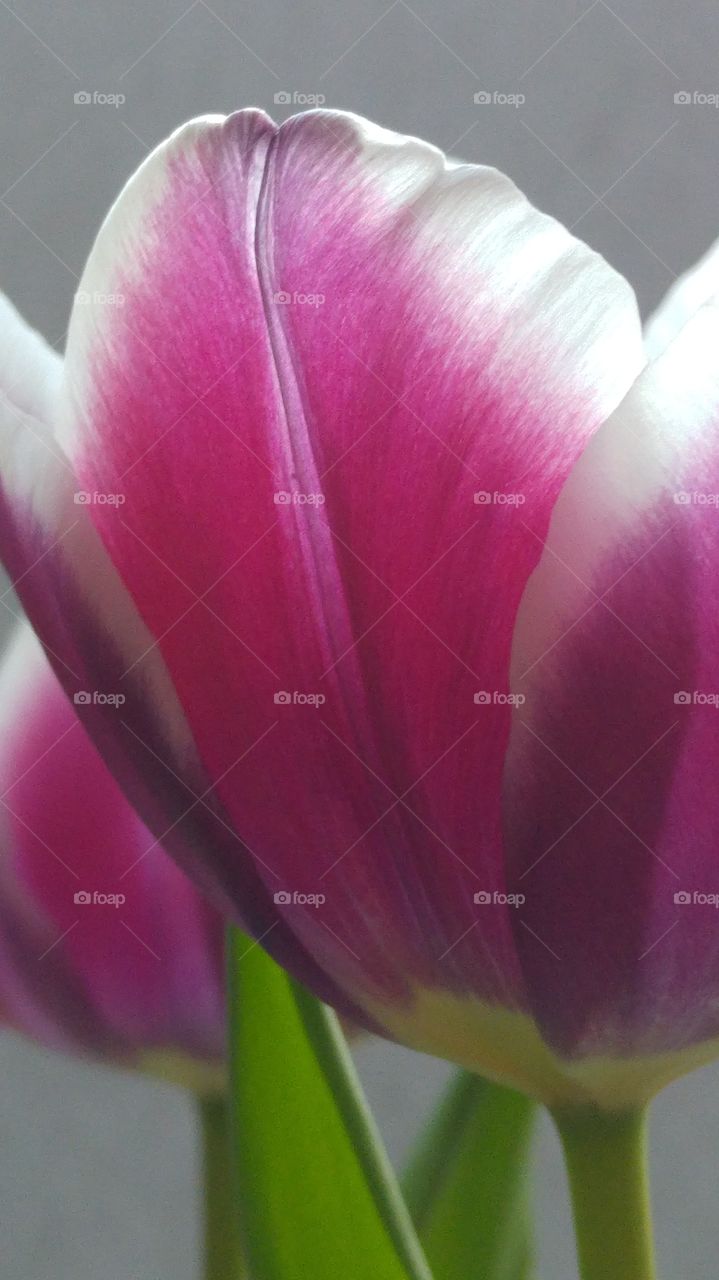 Close up of pink purple tulip