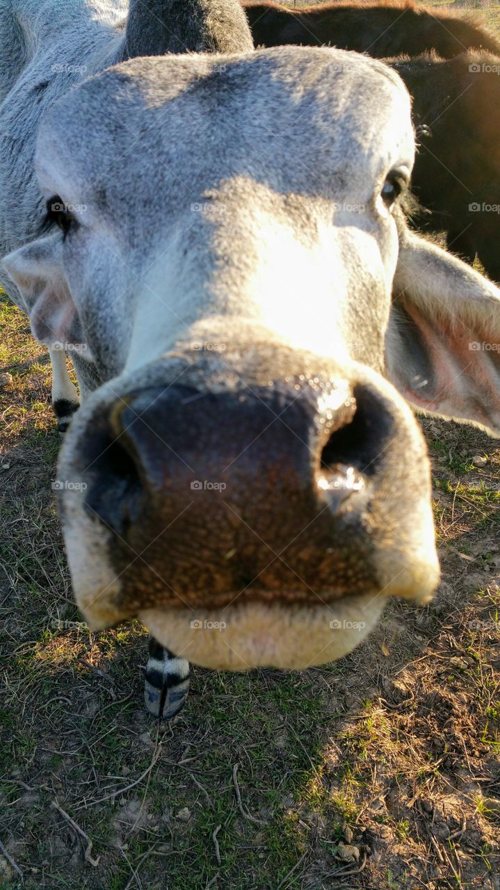 Close up of our Brenham bull