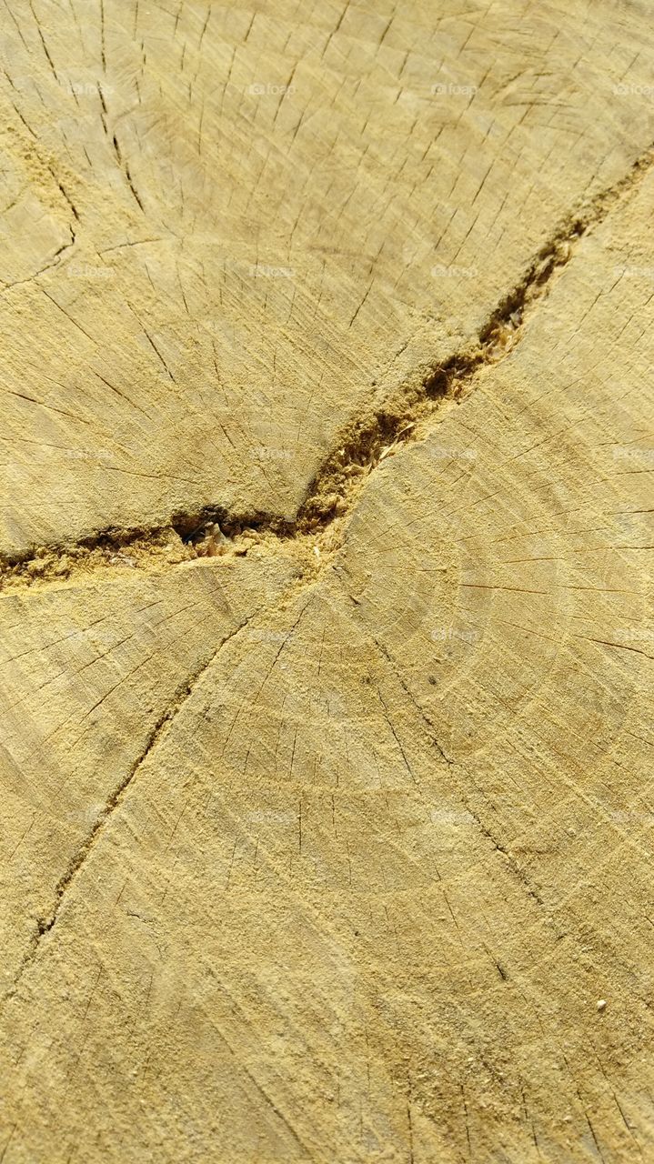 Center rings of life