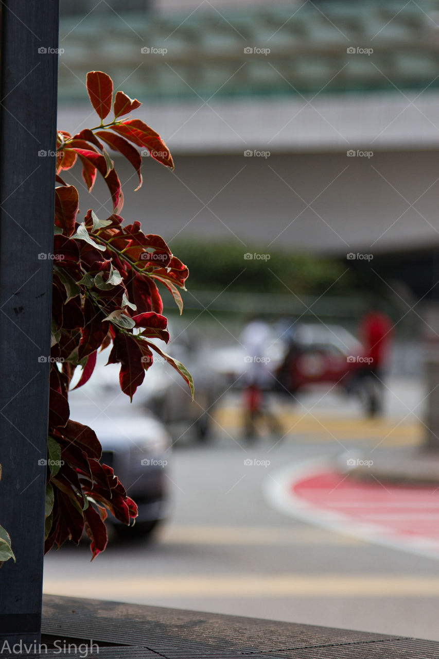 Contrasts II. contrast between the leaves and the street/vehicle