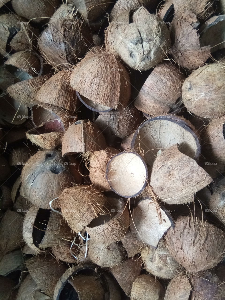 Coconut shell