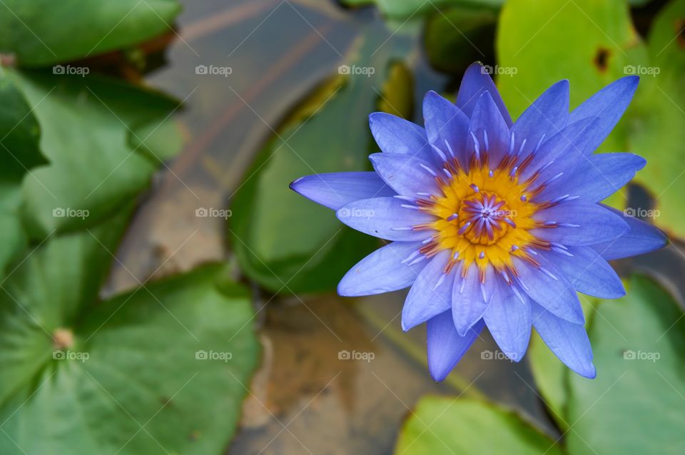 Purple water lily blooming in pond on blurred background 