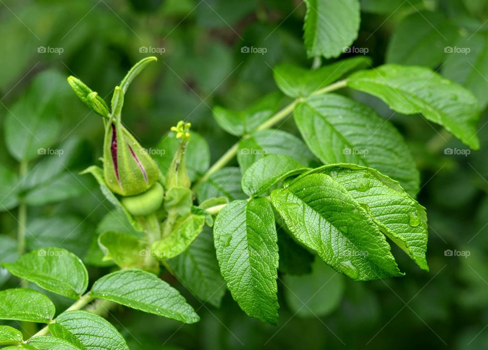 bud flower green leaves spring nature