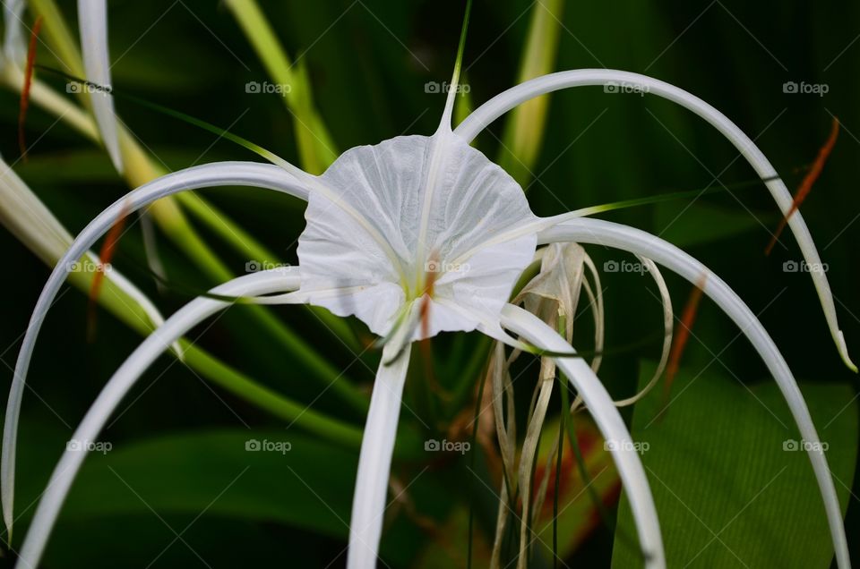 Swamp lily flower