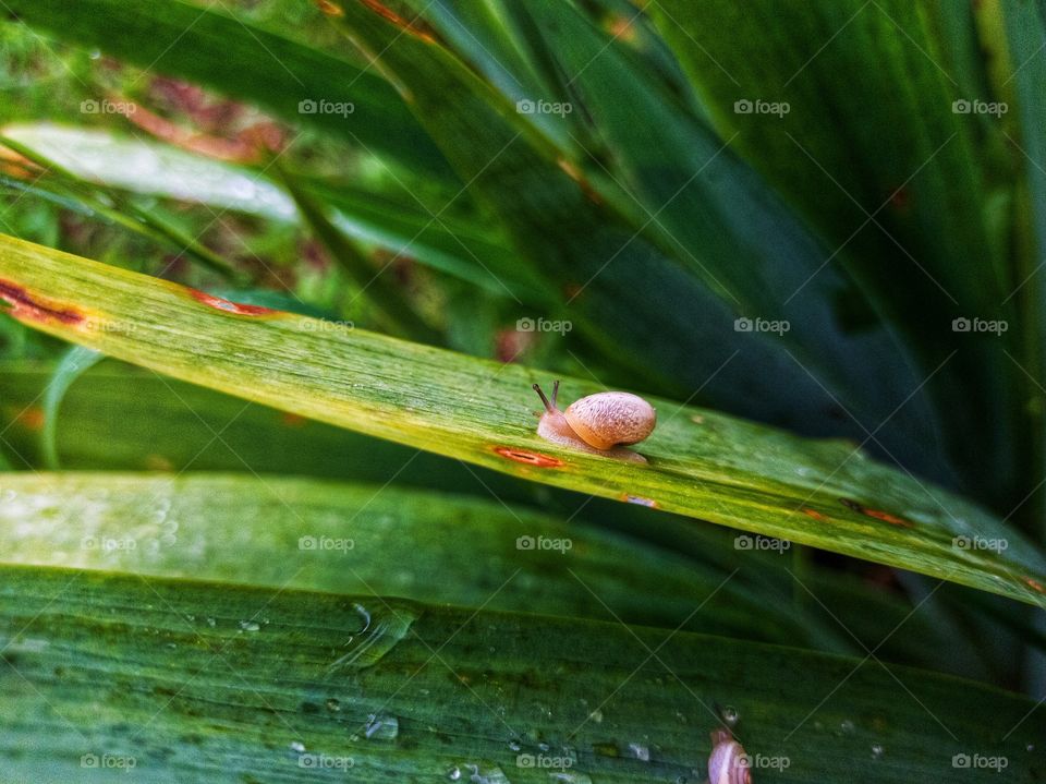 Snail on green leaves after rain.