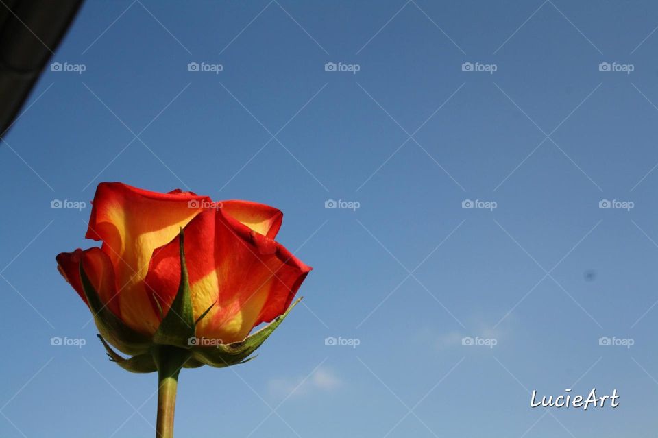 rose infront of the blue sky