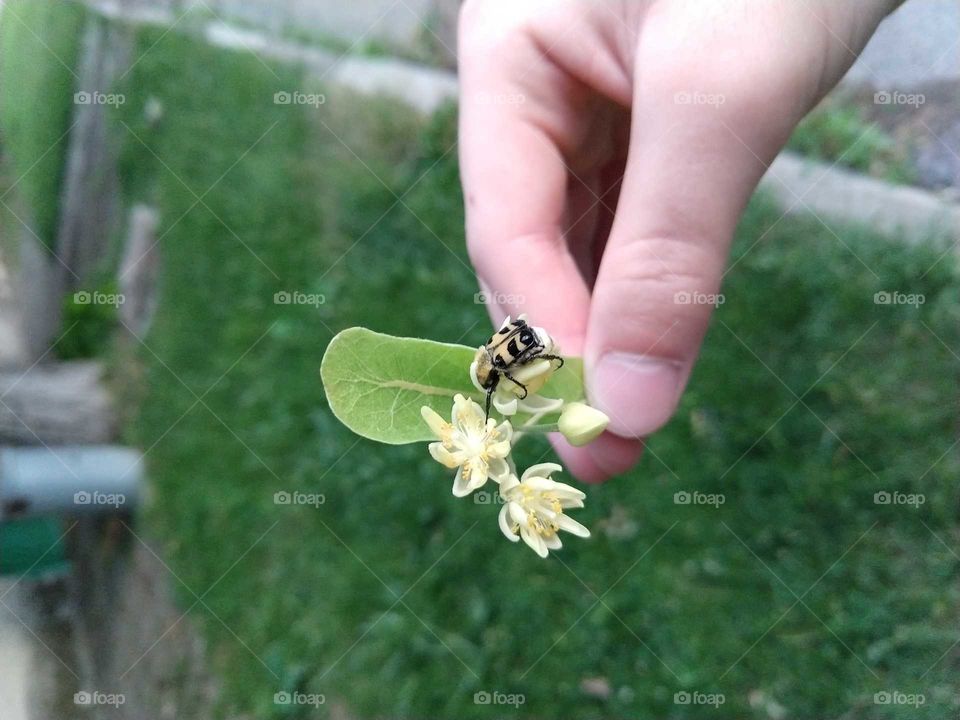 A small bee of linden blossom