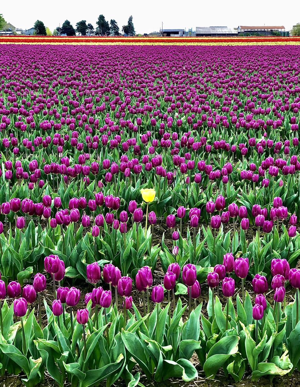 Foap Mission “Springtime”! Stunning Fields of Unique Purple Tulips With One Single Yellow Tulip In The Center! 