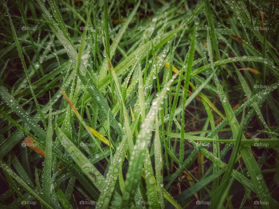 Wet grass