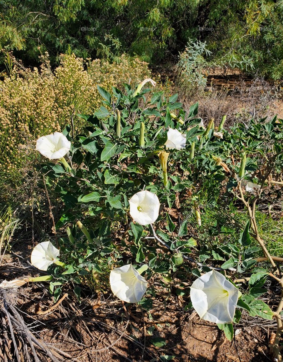White Flowers by the Lakeshore