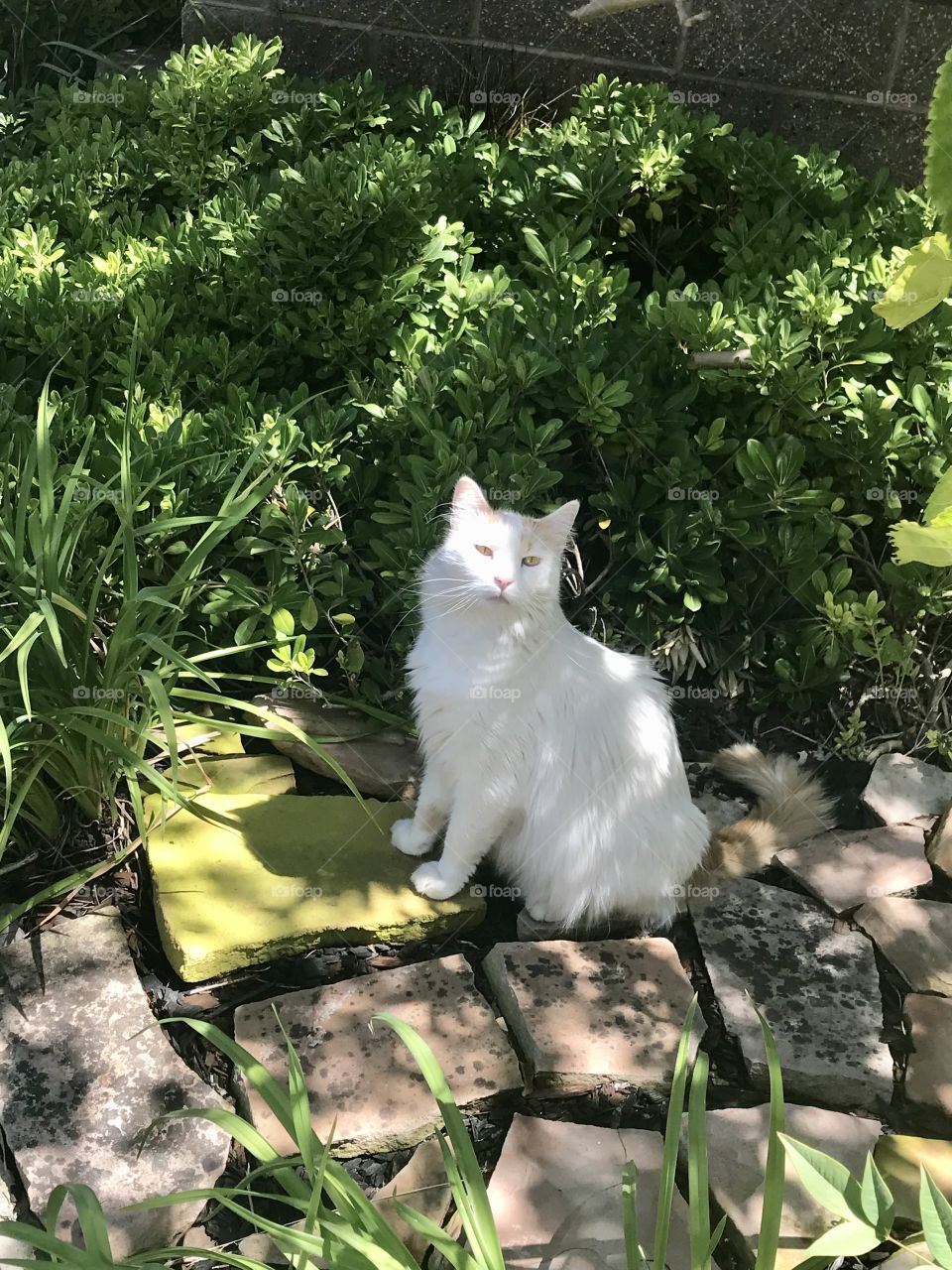 Stroll through the garden 