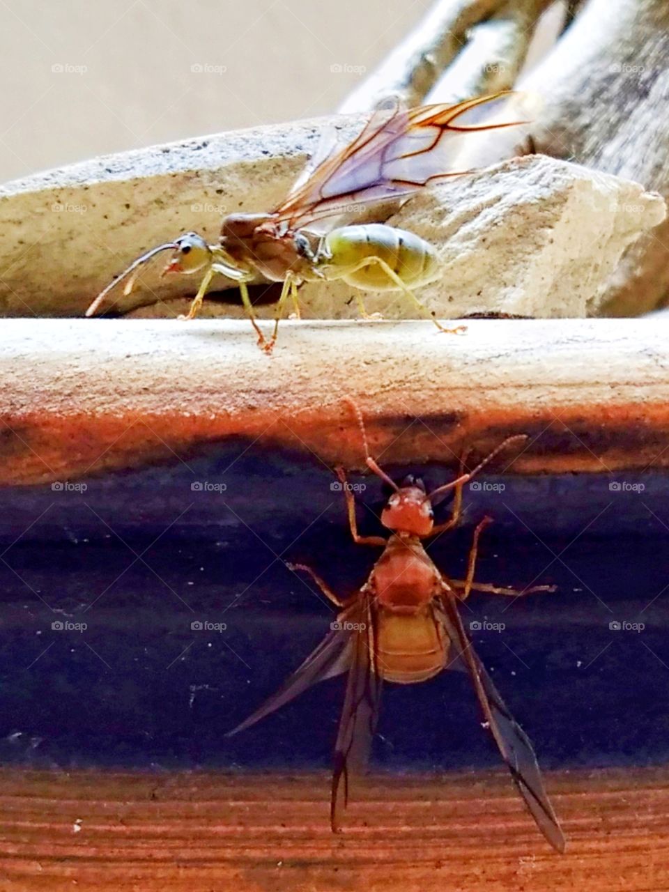 Insect-flying ant.