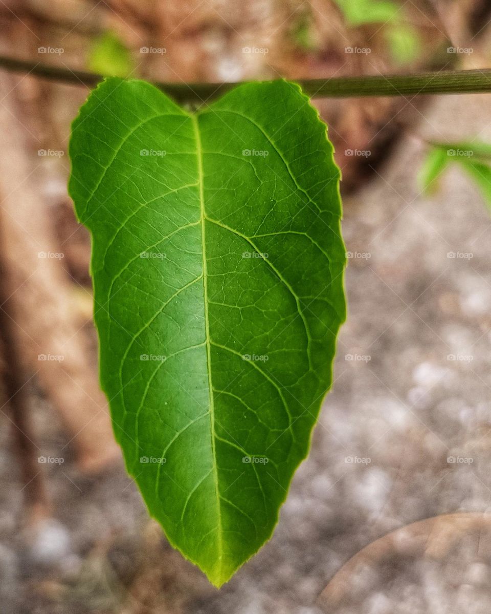 The green leaf of passion fruit