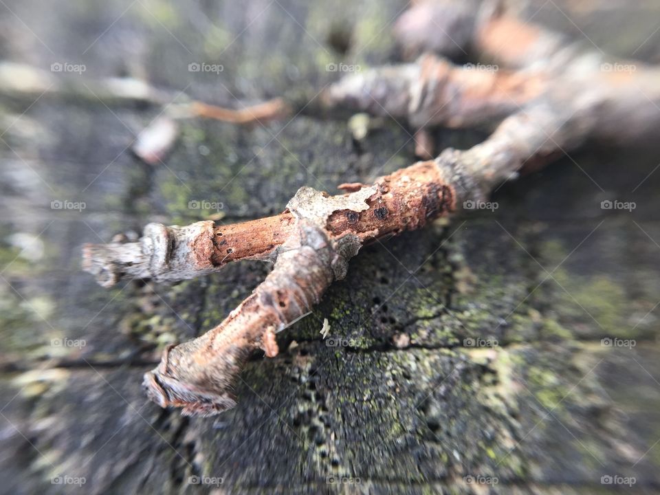 Closeup of a twig