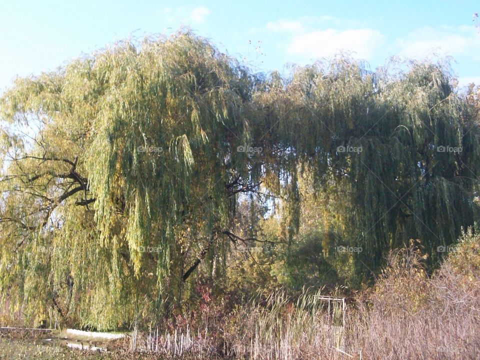 Wistful willows
