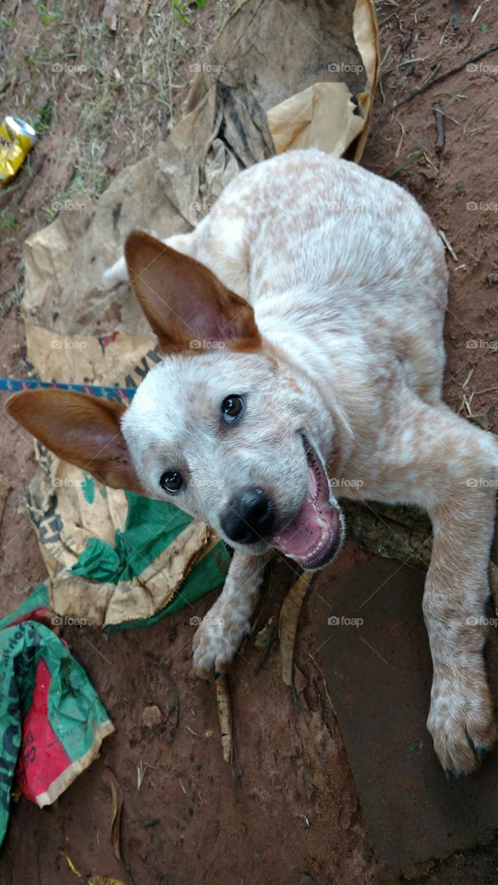 cachorro, cão, young,  dog...
