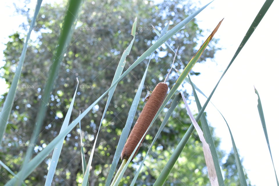 A single grasshopper sits upon a cattail along a peaceful stream