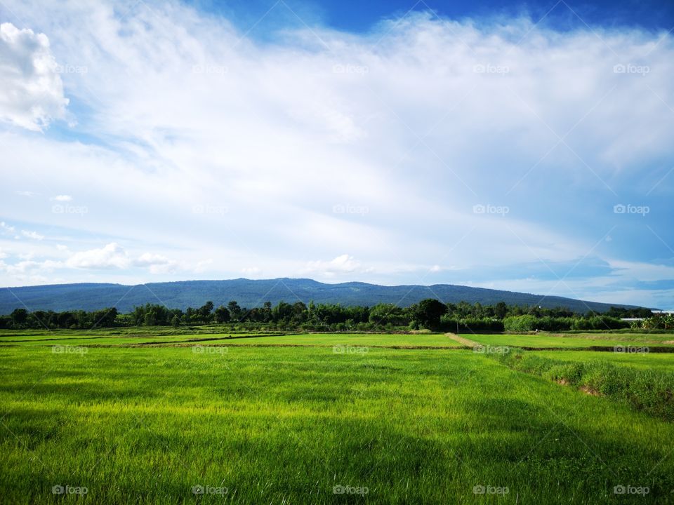 Green fields and mountains with blue sky. Rice pad with mountains and cloudy sky view.
