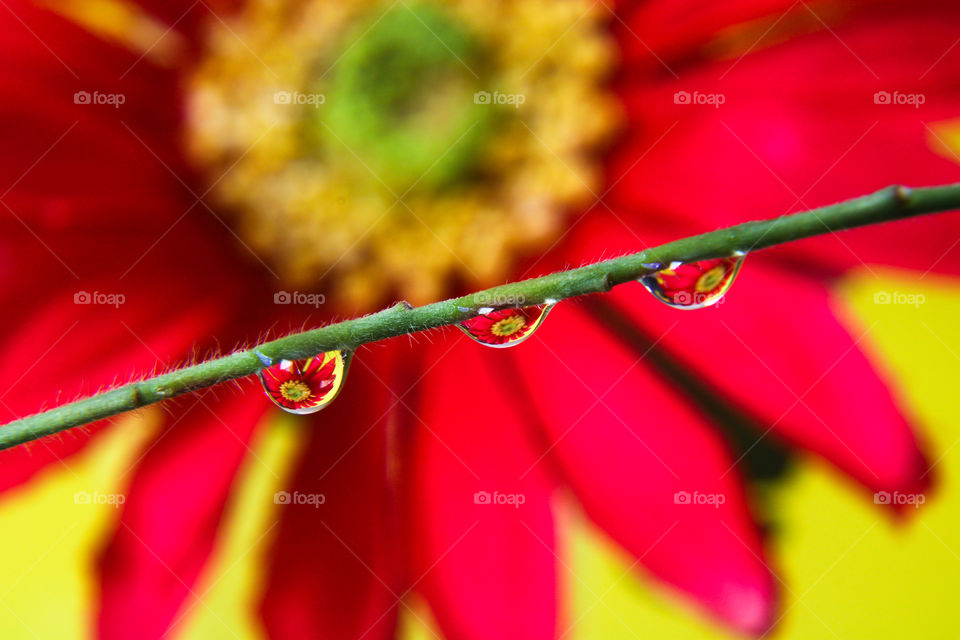 Flower reflection on water droplets 