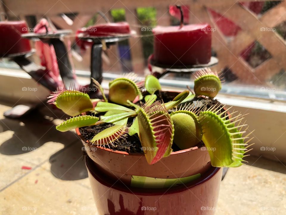 Venus fly traps in the sunlight on a windowsill