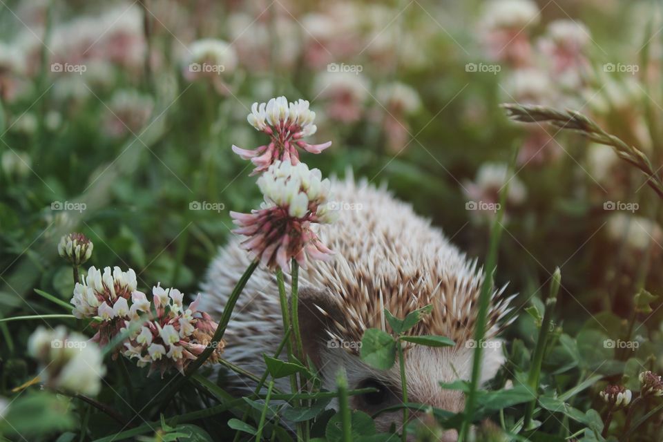 Closeup african pygmy hedgehog hiding amongst the clovers and wildflowers