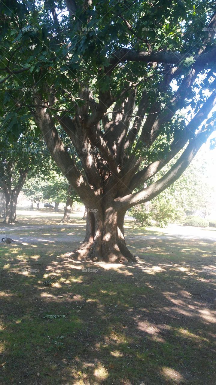 Tree, Nature, No Person, Leaf, Landscape