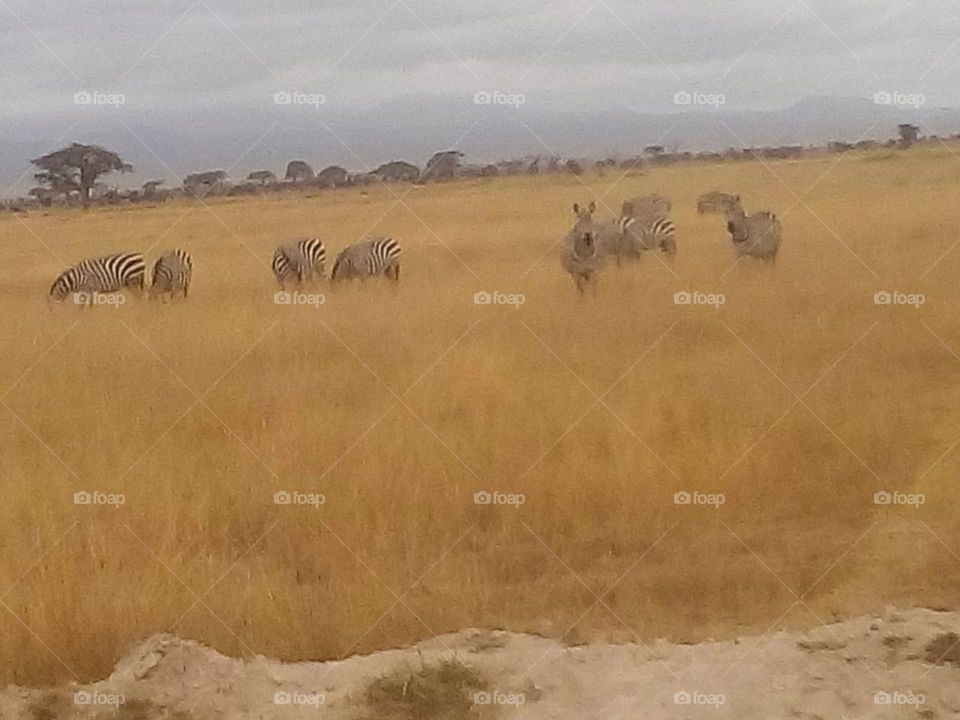 zebra in Amboseli national park