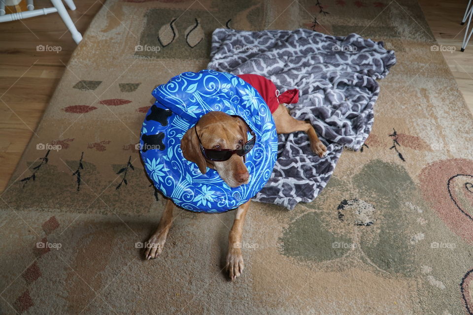 Dog after surgery with neck donut and tshirt