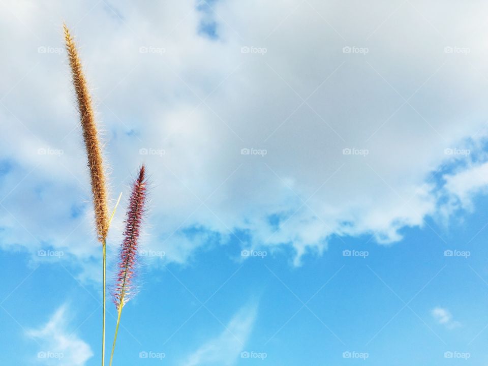 Beautiful grass flower on sky background.