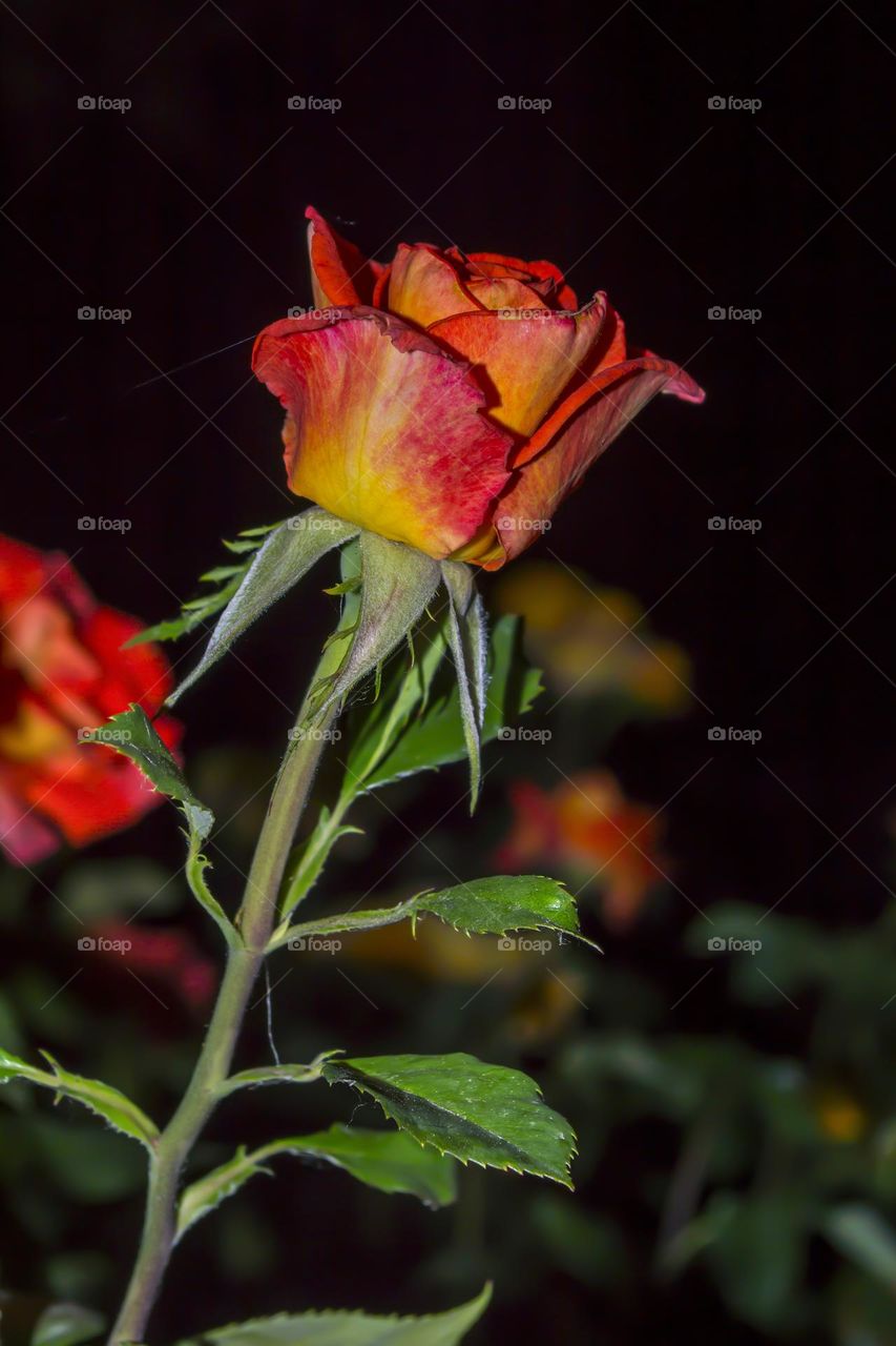 Rose against the background of the night sky.