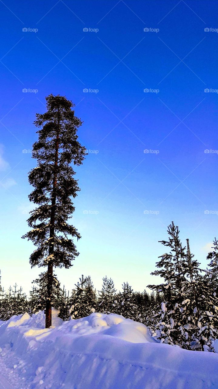 trees in a snowy world