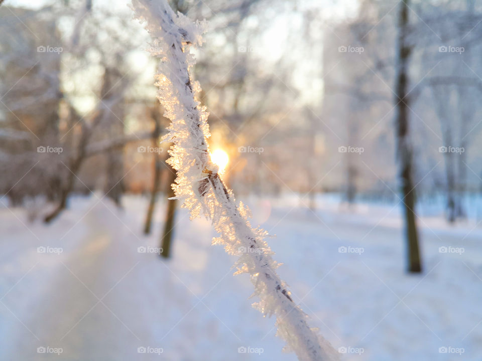 Snowflake on tree branch