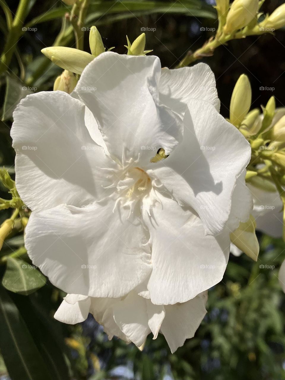 Sunny White oleander 