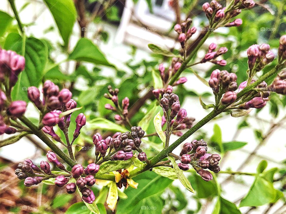 My lilac tree