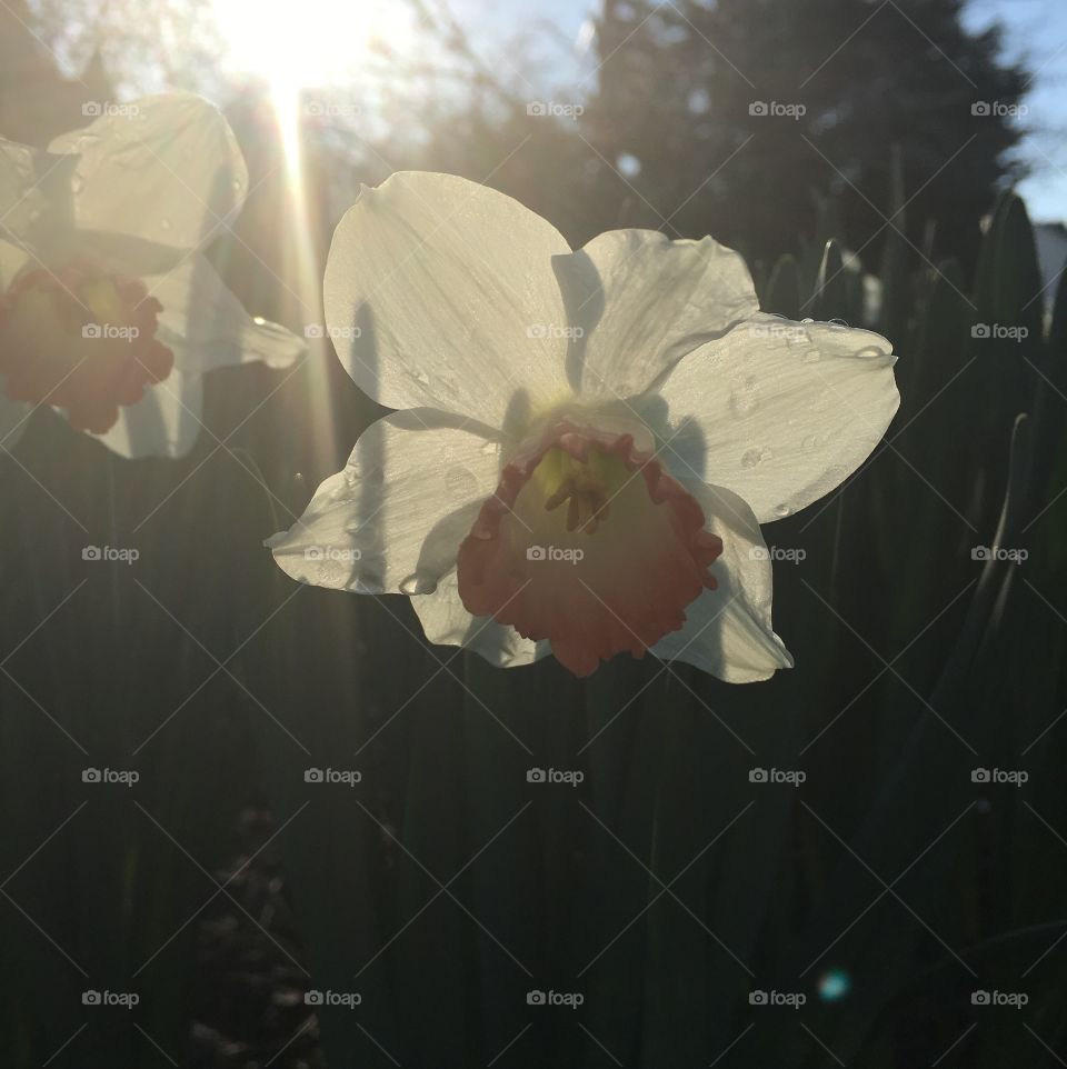 Daffodils with bright sunburst of light from behind