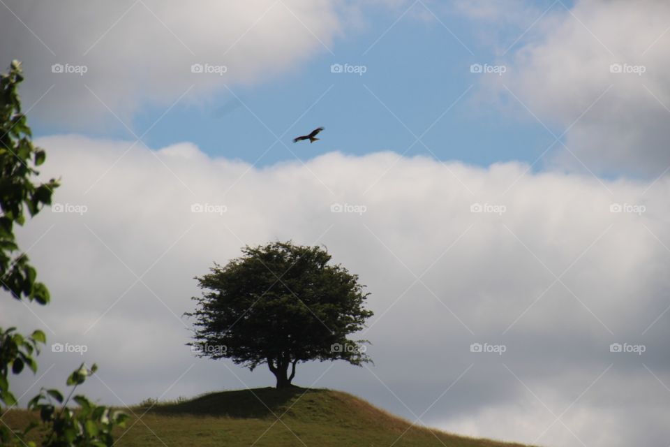 Lonely Tree