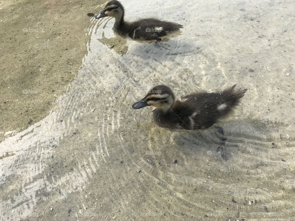 Two baby ducks are now our friends!