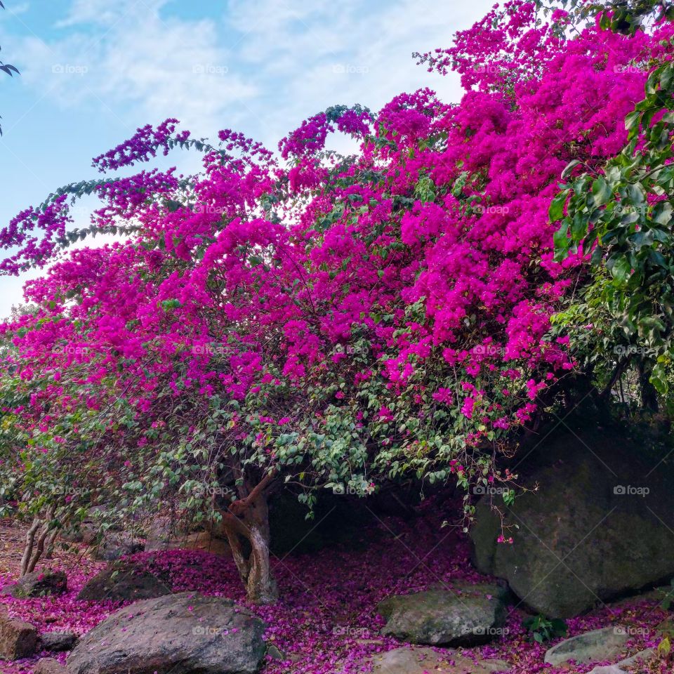 Spring arrives with pink flowers in bulk