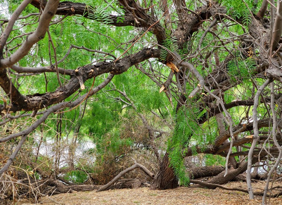Beautiful Tree by the Lake