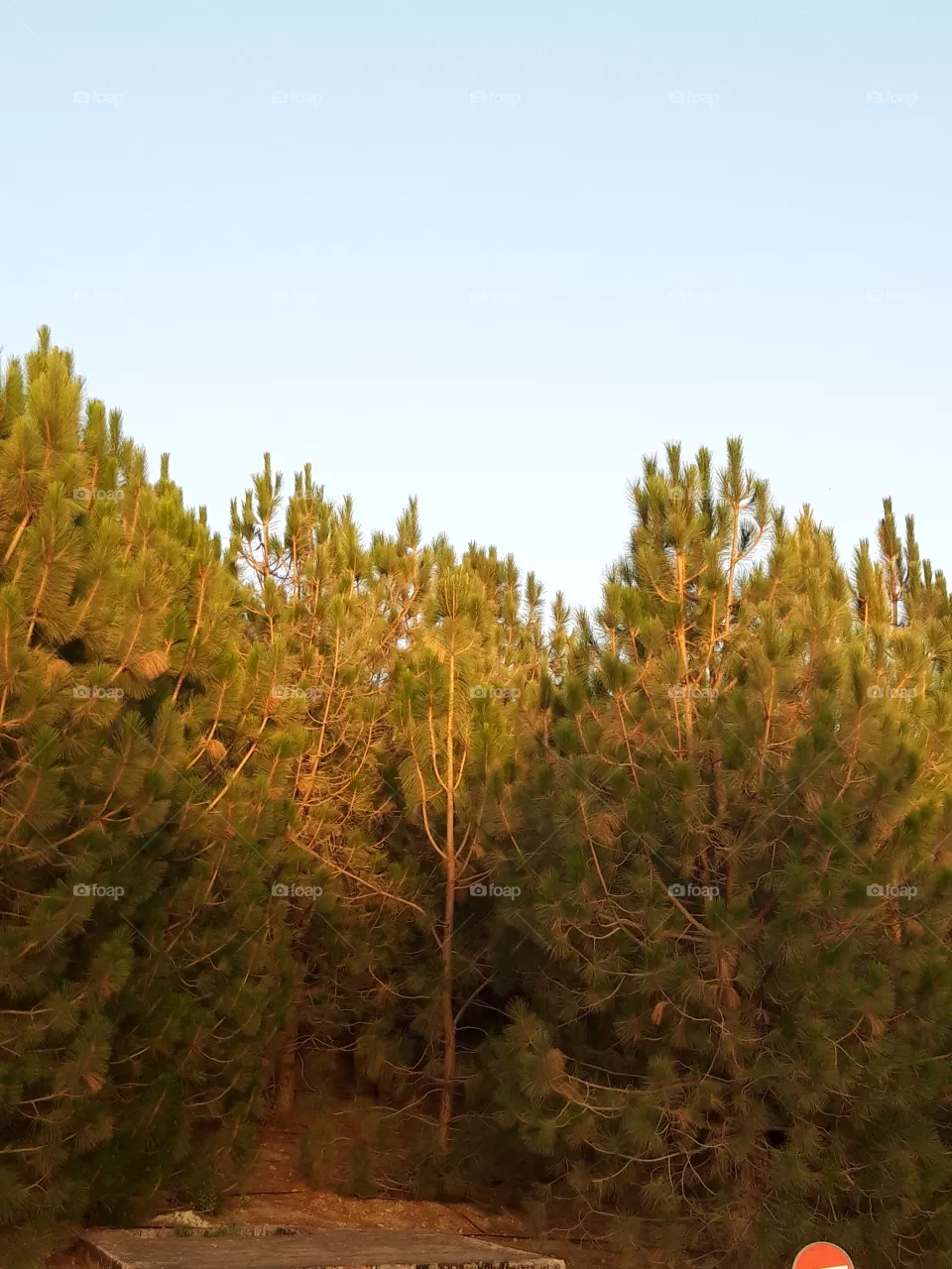 tree