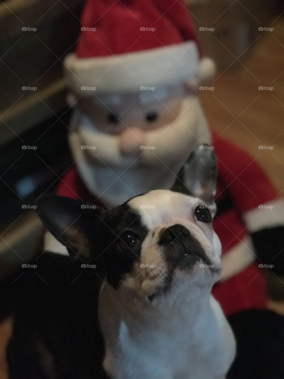 A closeup portrait of my Boston Terrier looking up while patiently waiting for a favourite treat; her Christmas gift! A Santa stuffy is slightly out of focus behind her making her little adorable face the central subject of the photo. Merry Christmas