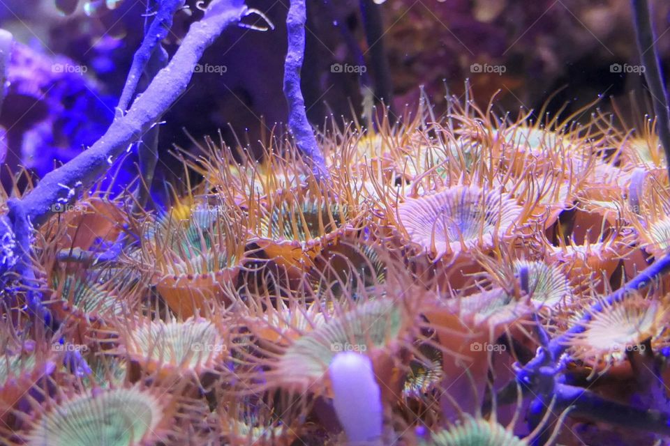 Sea anemones at the aquarium of Saint-Malo