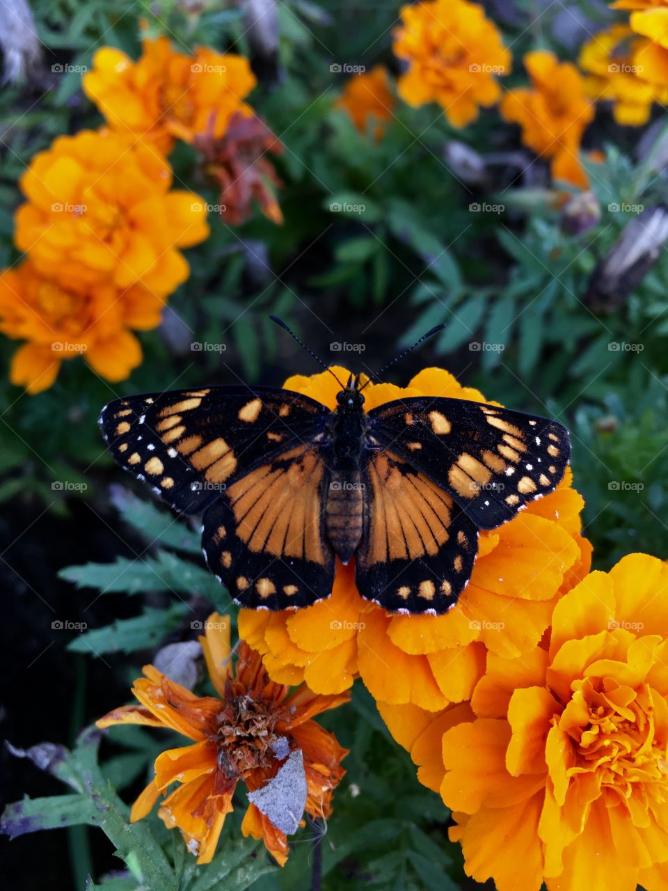 Flores do nosso jardim!
Essa borboleta cor Laranja pousou na Flor e fez pose. 
Com pétalas amarelas e vermelhas, provavelmente escolheu as da sua mesma cor para se camuflar. 
Viva a natureza!