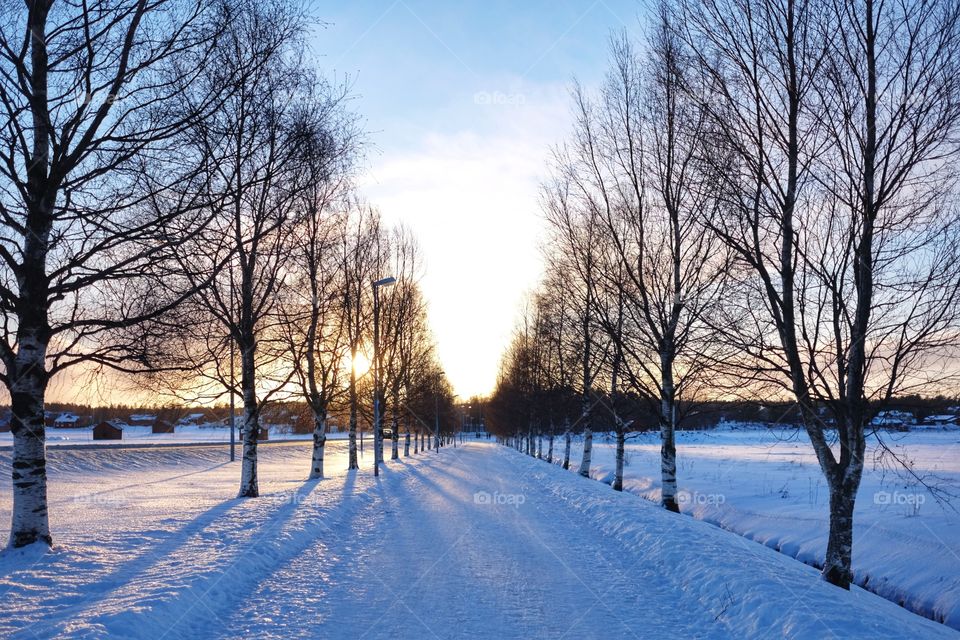 Winter, Snow, Tree, Cold, Frost