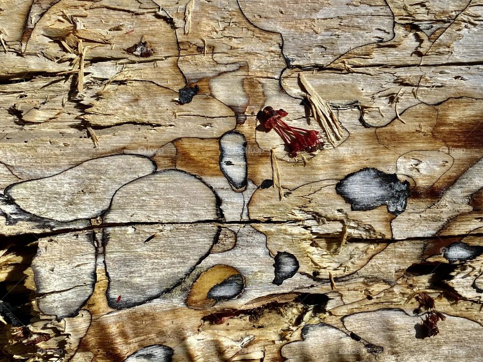 Beautiful colors and patterns on an old dead tree trunk